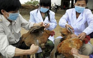 Μια απολύμανση αρκεί κατά της γρίπης των πτηνών