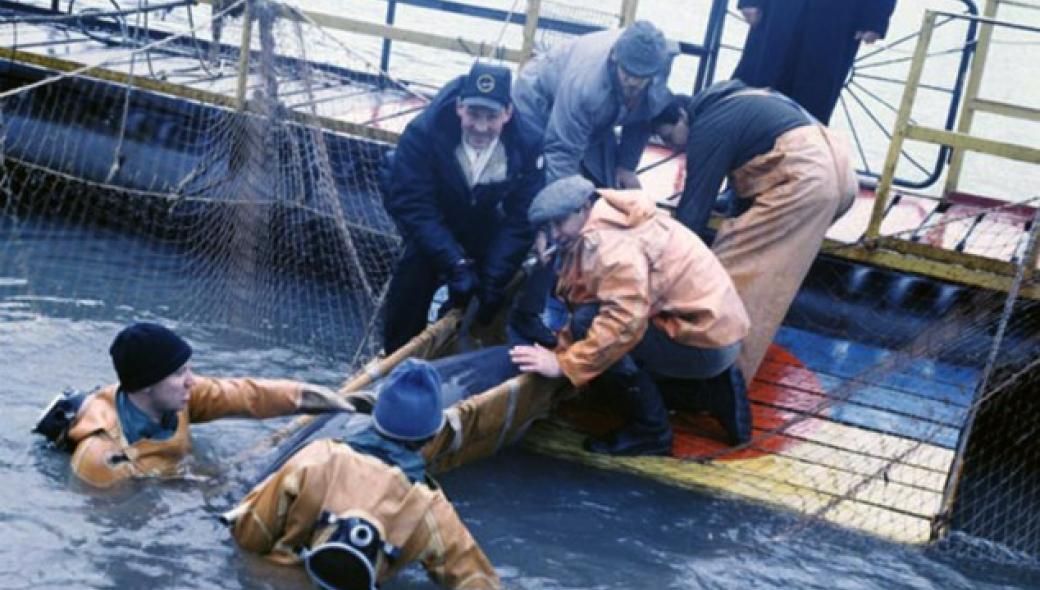 Μέχρι και τα δελφίνια εγκατέλειψαν το ουκρανικό Ναυτικό! – Στα χέρια των Ρώσων η ειδική μονάδα