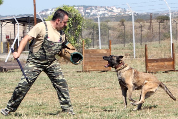 Για πρώτη φορά θα παρελάσουν και οι στρατιωτικοί σκύλοι – Δείτε βίντεο από τα δοκιμαστικά για την 28η Οκτωβρίου