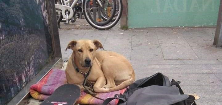 Αστυνομία συνέλαβε άστεγο αφού πρώτα σκότωσαν τον σκύλο του! (φωτο)