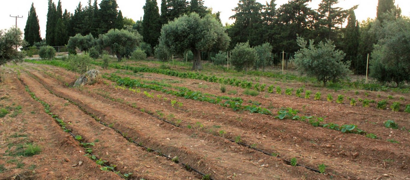 Νέο περιστατικό «Μανωλάδας»: Πυροβόλησε εργάτες που ζήτησαν τα δεδουλευμένα τους