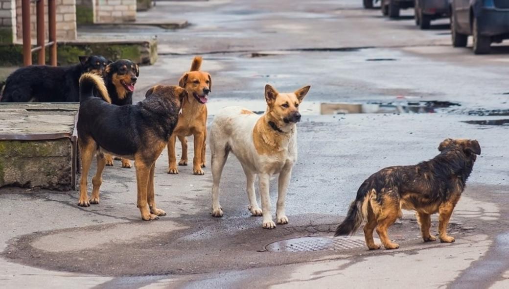 Πατέρας δέχθηκε επίθεση από αδέσποτο σκύλο στην Αμαλιάδα – Κρατούσε στην αγκαλιά του τη 16 μηνών κόρη του