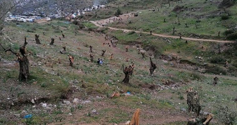 Παράνομοι μετανάστες πελεκάνε τις ελιές στην Μόρια! (βίντεο)