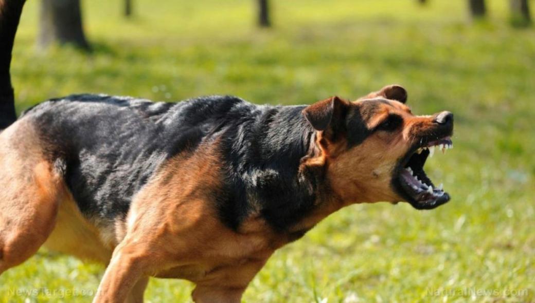 Κρήτη: Γυναίκα έπεσε θύμα επίθεσης από το σκύλο του γείτονα – Της «ξέσκισε» το πόδι